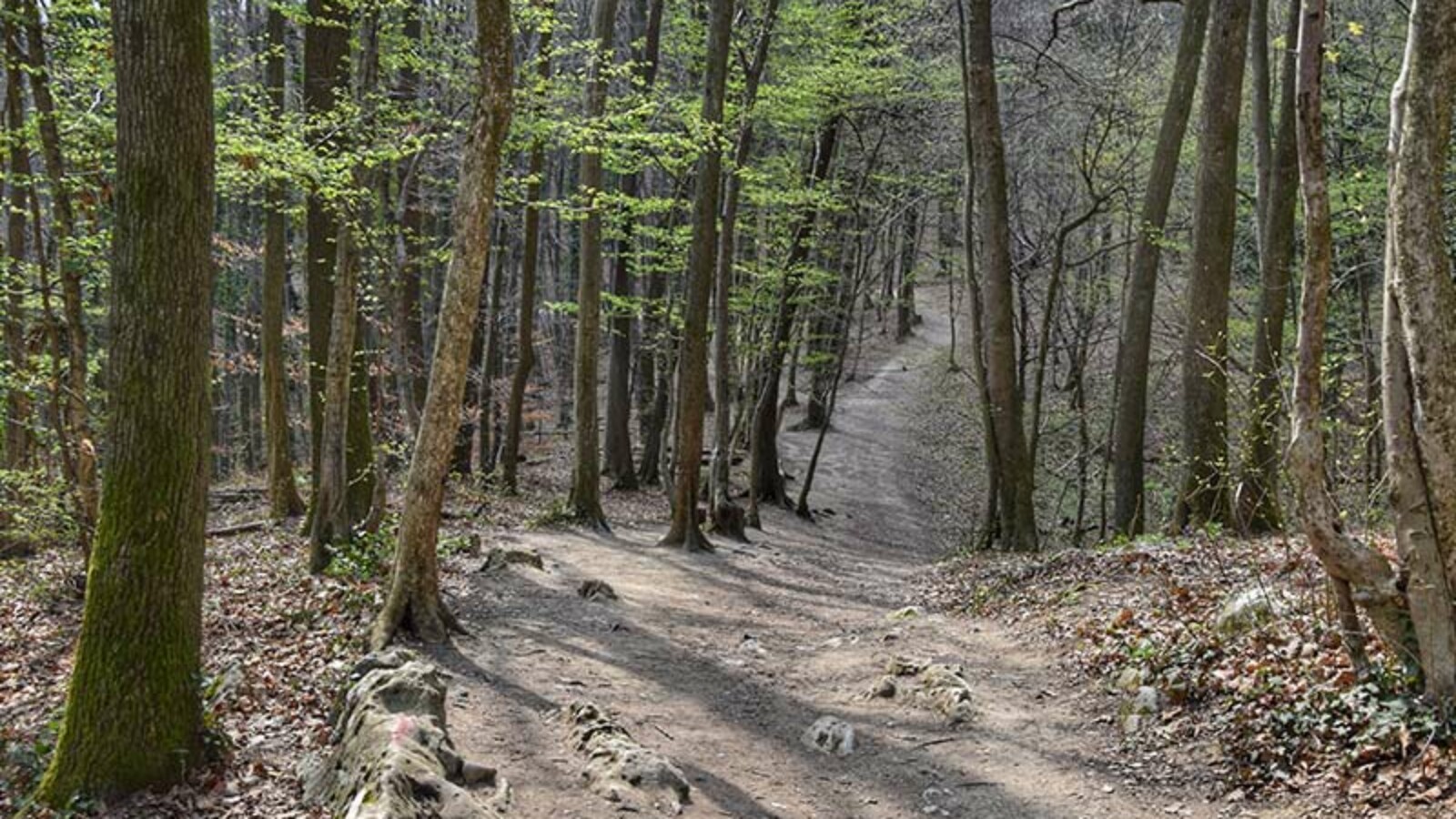 Medvednica Sljeme planinarska staza