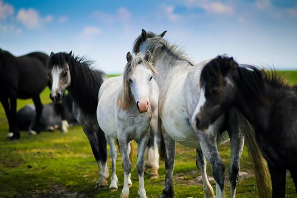 Izletišta sa životinjama u okolici Zagreba koja morate posjetiti