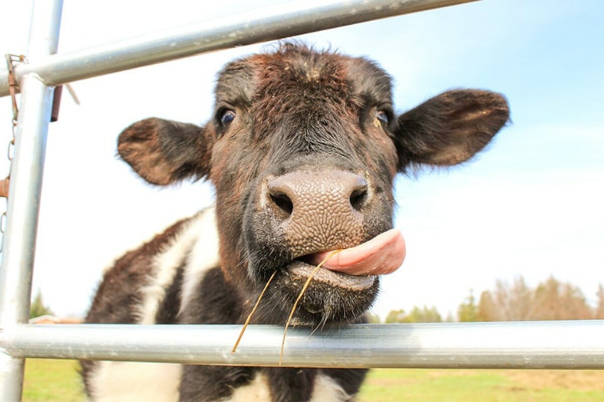 Grljenje krava je novi svjetski trend: Donosi sreću i umanjuje stres