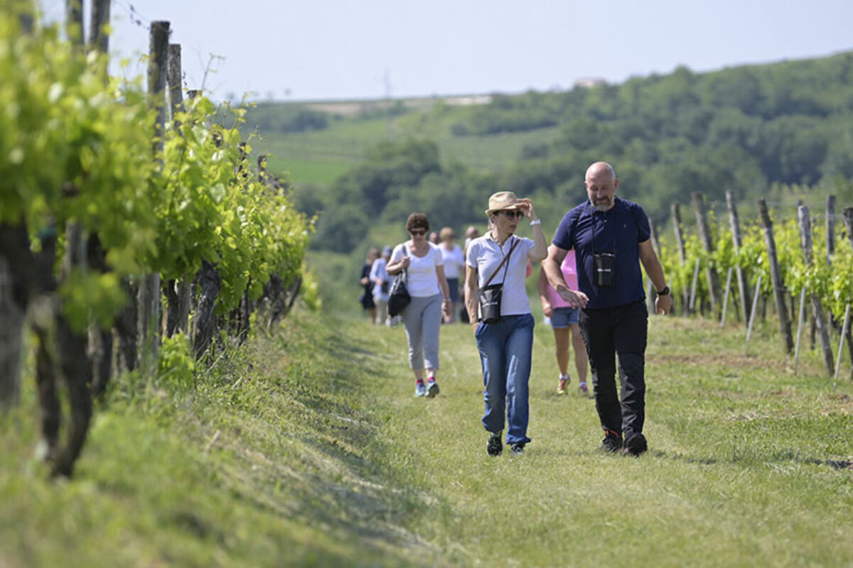 Vrhunski istarski vinari oduševili šetače! Ovogodišnji Istria Wine & Walk privukao 700 posjetitelja i nadmašio sva očekivanja
