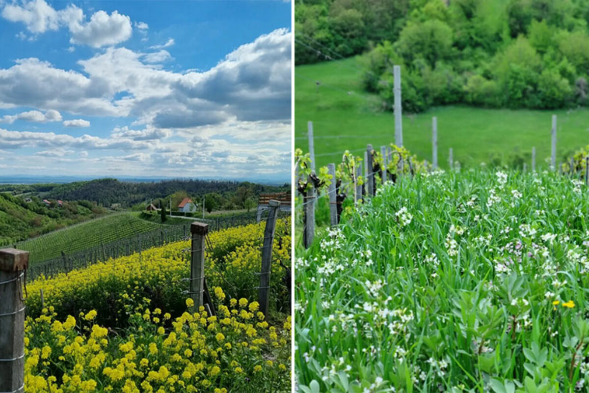 vinogradi-tomac