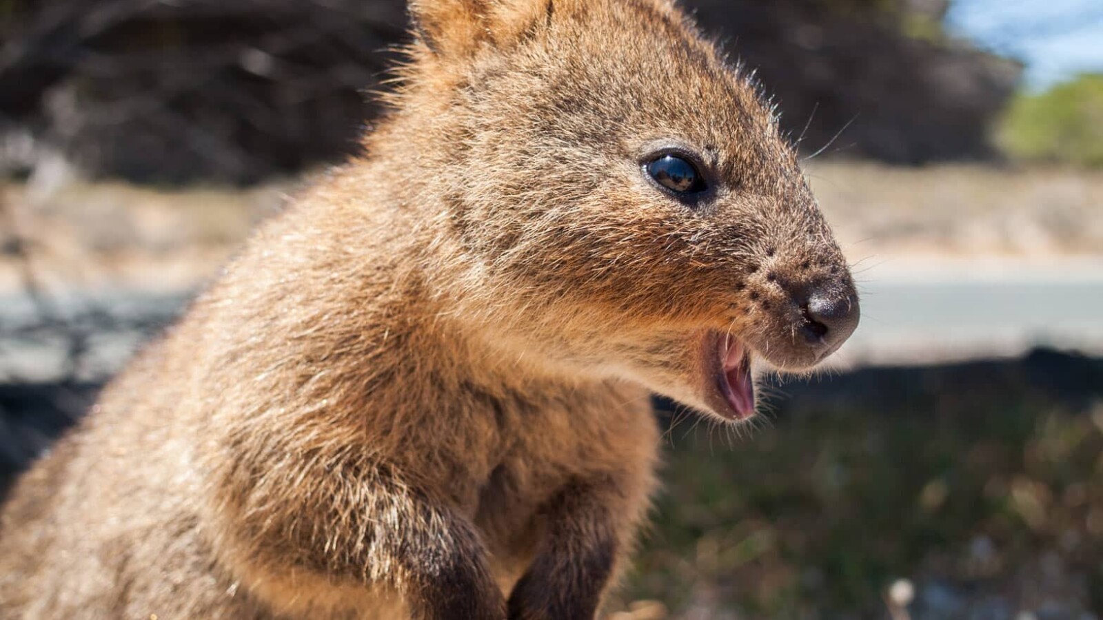 quokka-u-australiji
