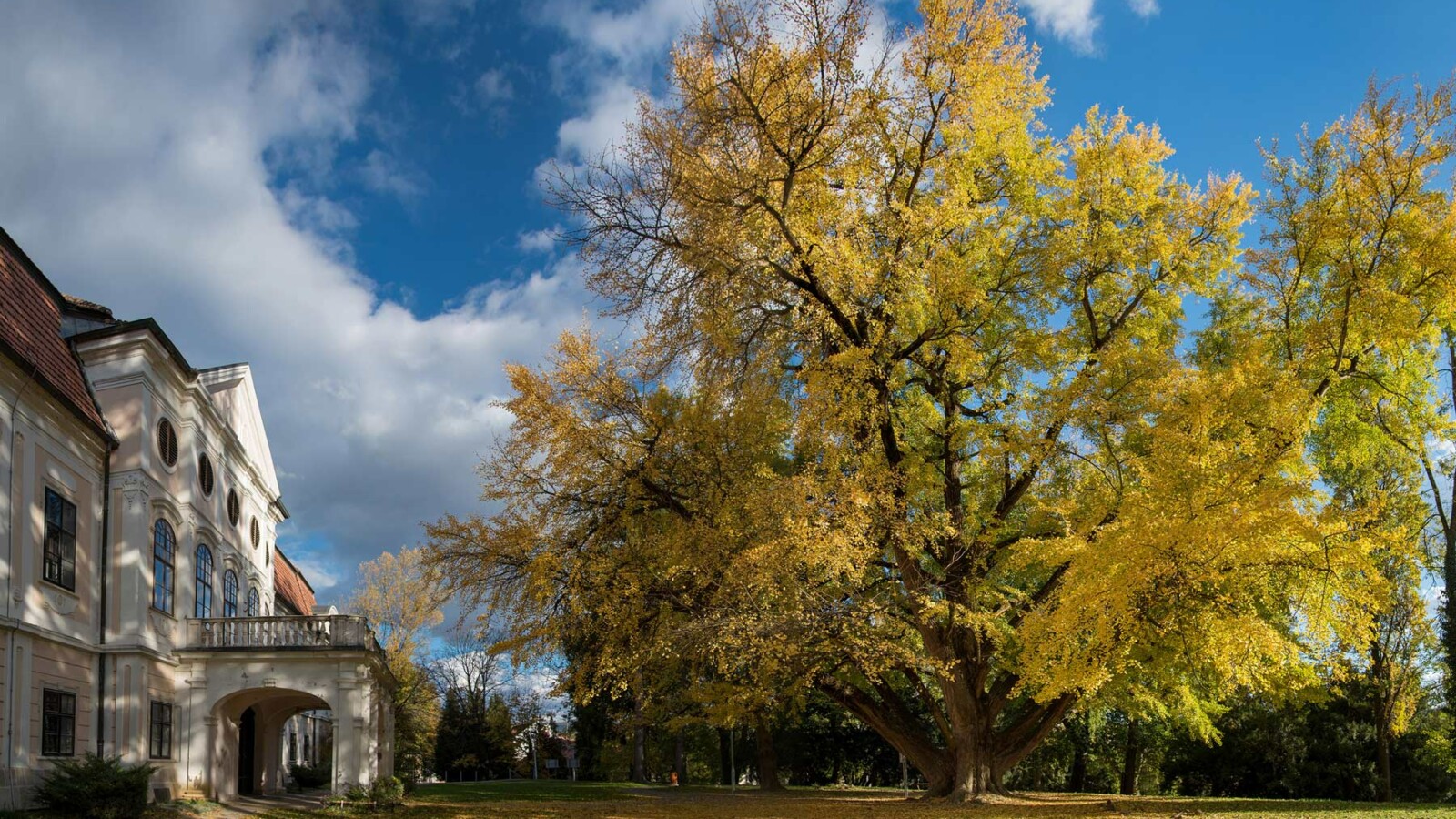 stablo-ginko-daruvar Stablo Ginko iz Daruvara