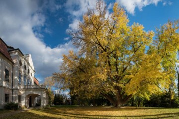 Stablo Ginko iz Daruvara