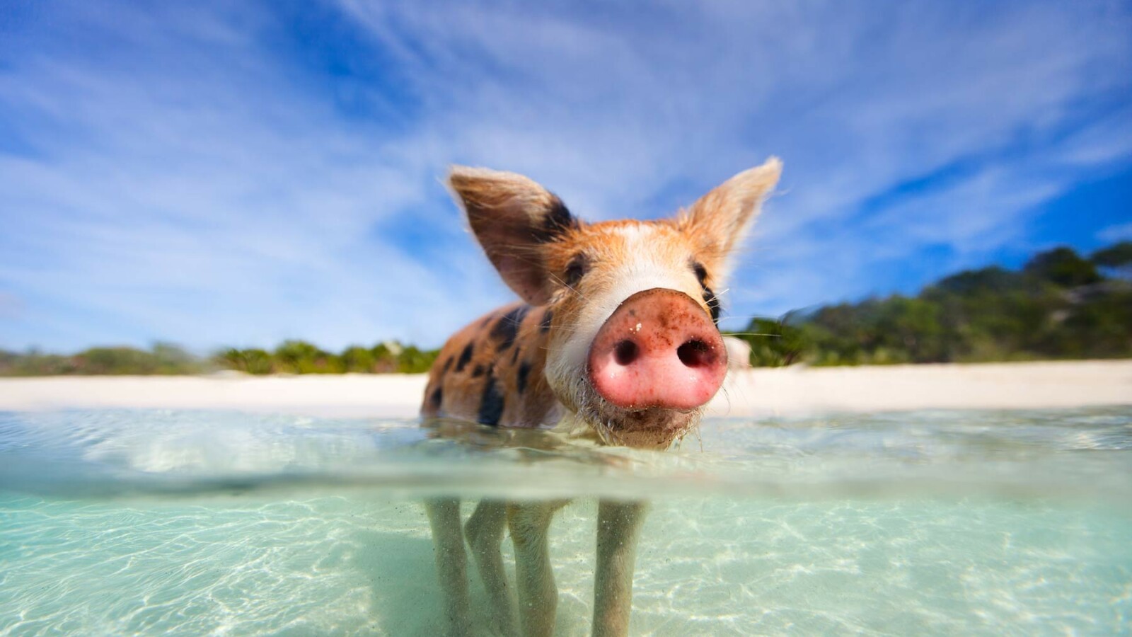 plaza-svinja-pig-beach