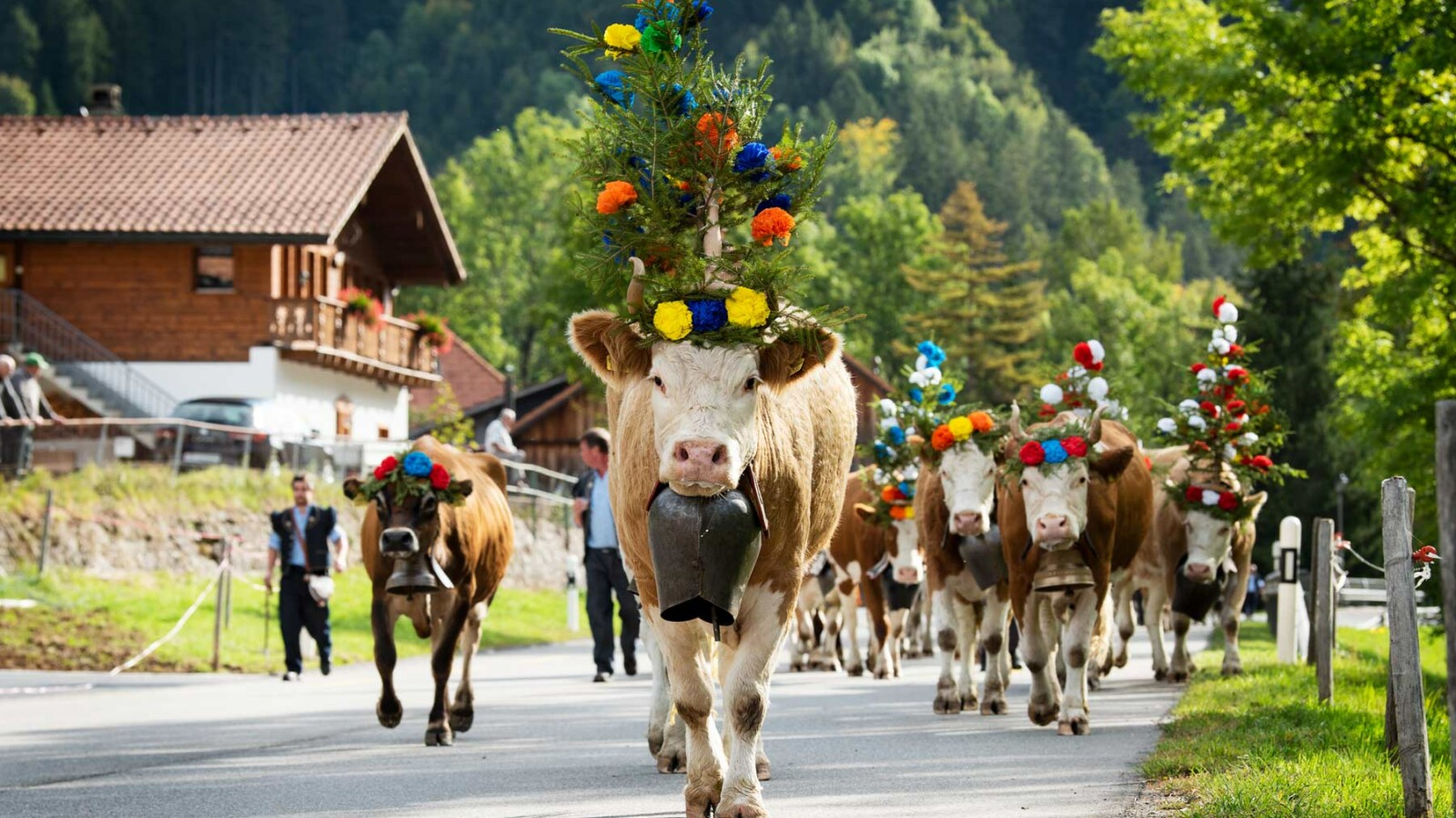 parada-krava-svicarska