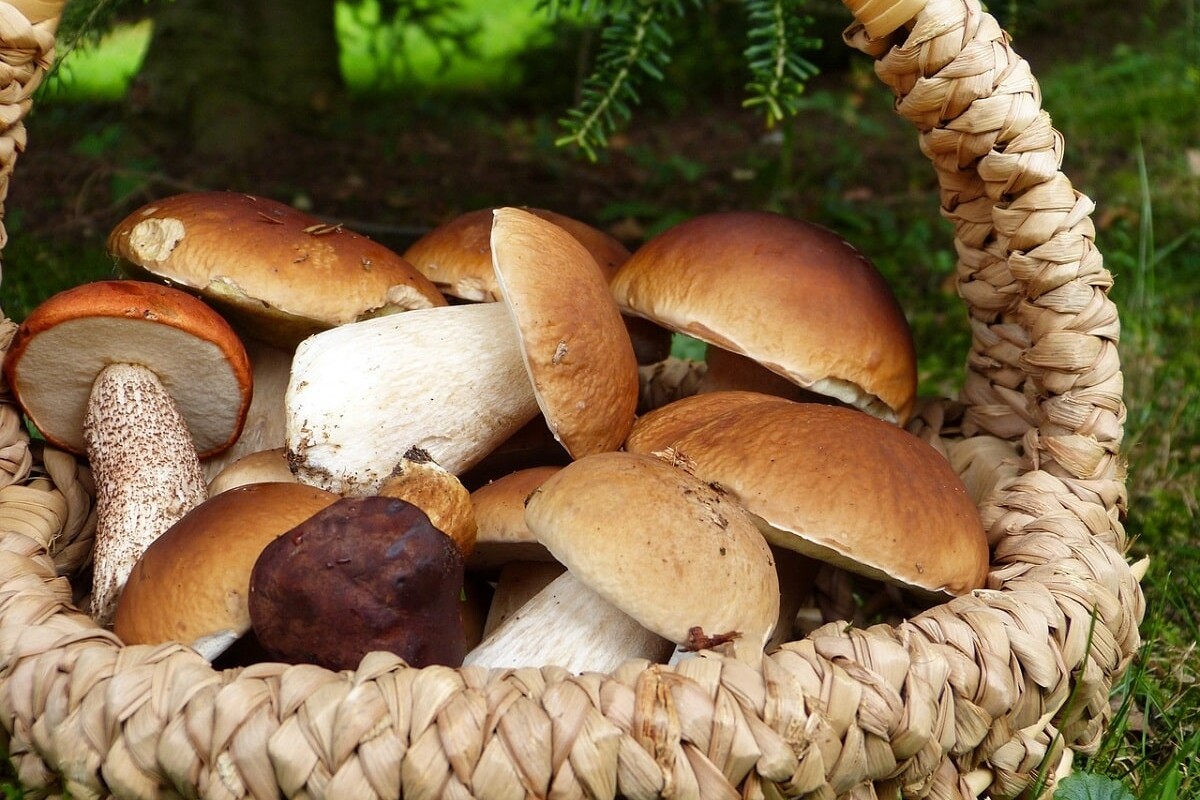 Svježe ubrane šumske gljive u pletenoj košari, smještene na zelenoj travi ispod stabla tijekom branja gljiva.