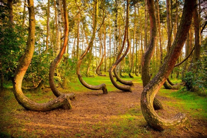 crooked-forest-iskrivljena-suma-720x480.
