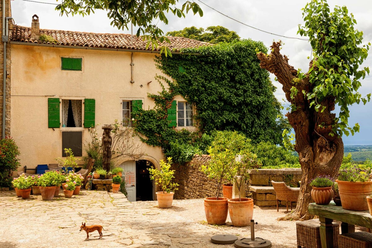 Slikovita kamena kuća u Grožnjanu, prekrivena bršljanom, s kamenim dvorištem ispunjenim cvjetnim teglama i malim psom u prvom planu, smještena u mirnom istarskom ambijentu.