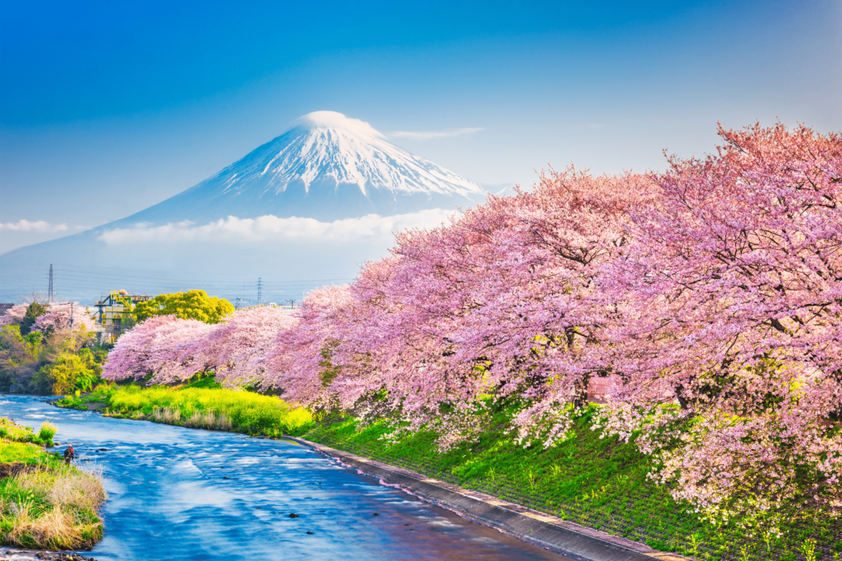 Planina Fuji u Japanu s trešnjinim cvjetovima uz rijeku u proljeće