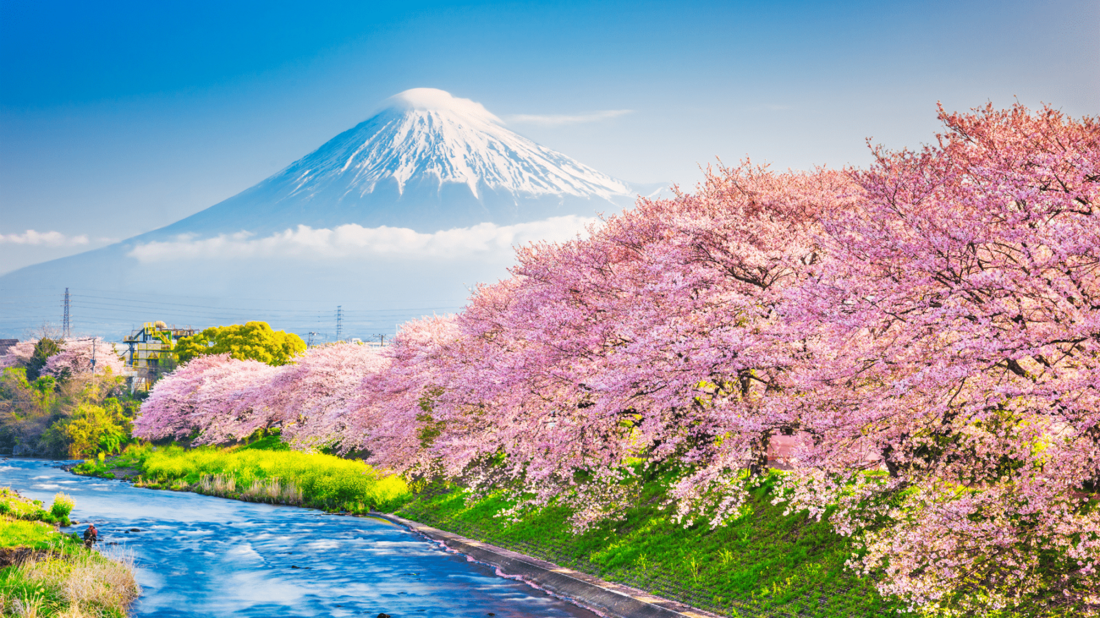 fuji-planina-proljece-sakura Planina Fuji u Japanu s trešnjinim cvjetovima uz rijeku u proljeće