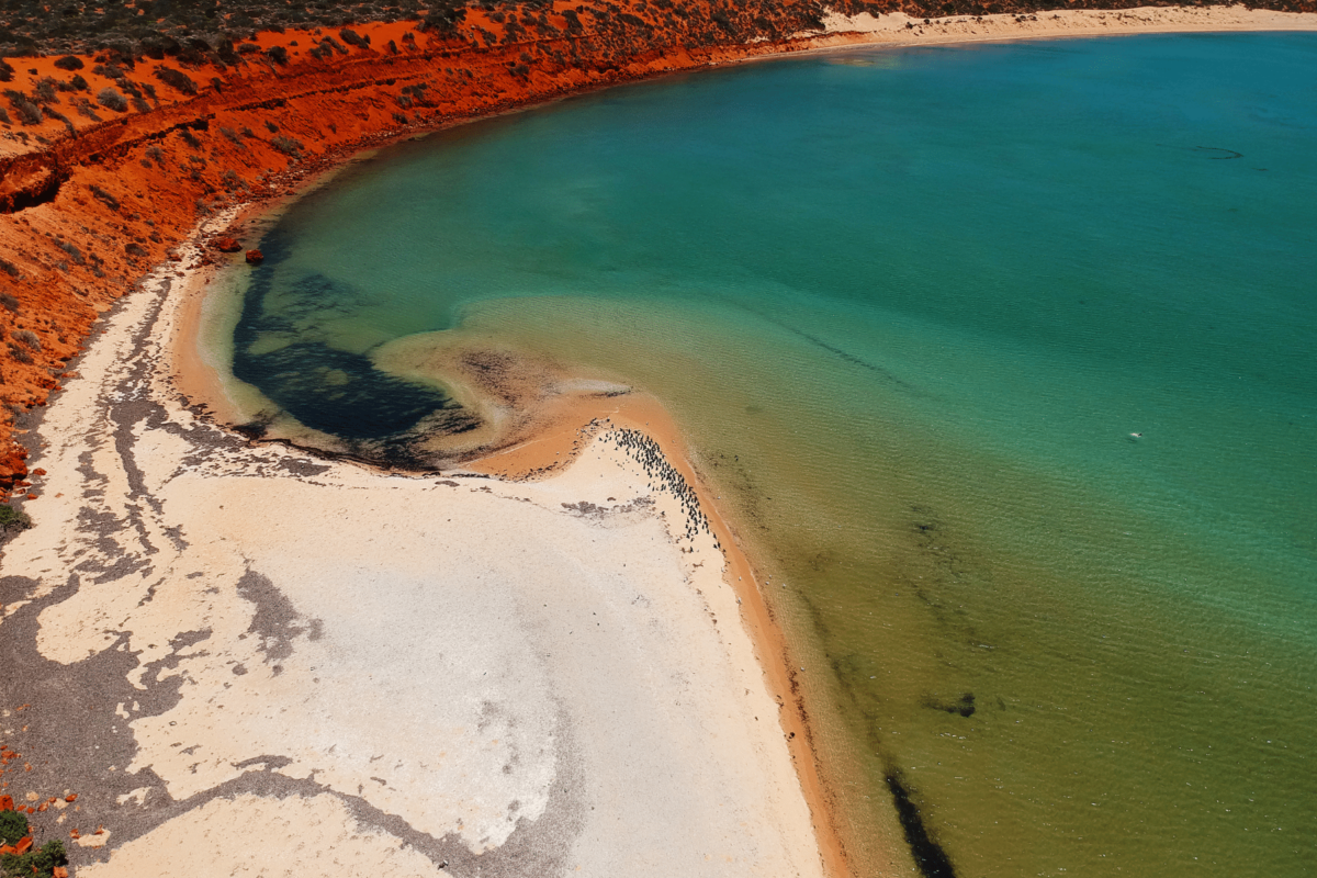 shark-bay-australija