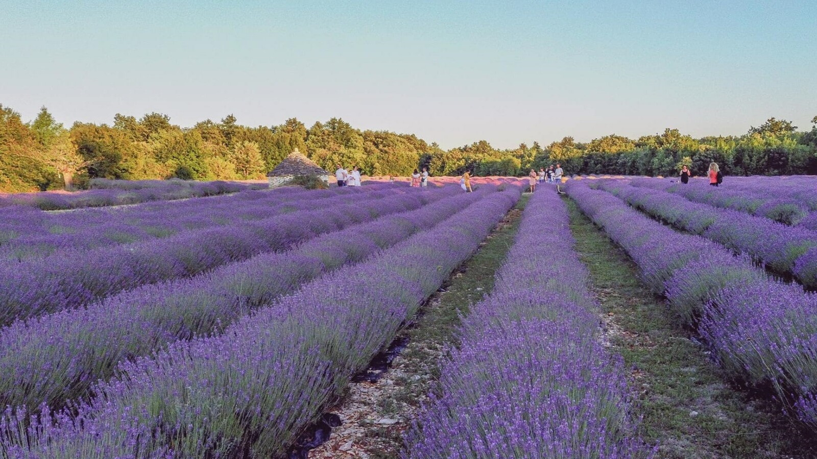 izletiste-pekici-lavanda