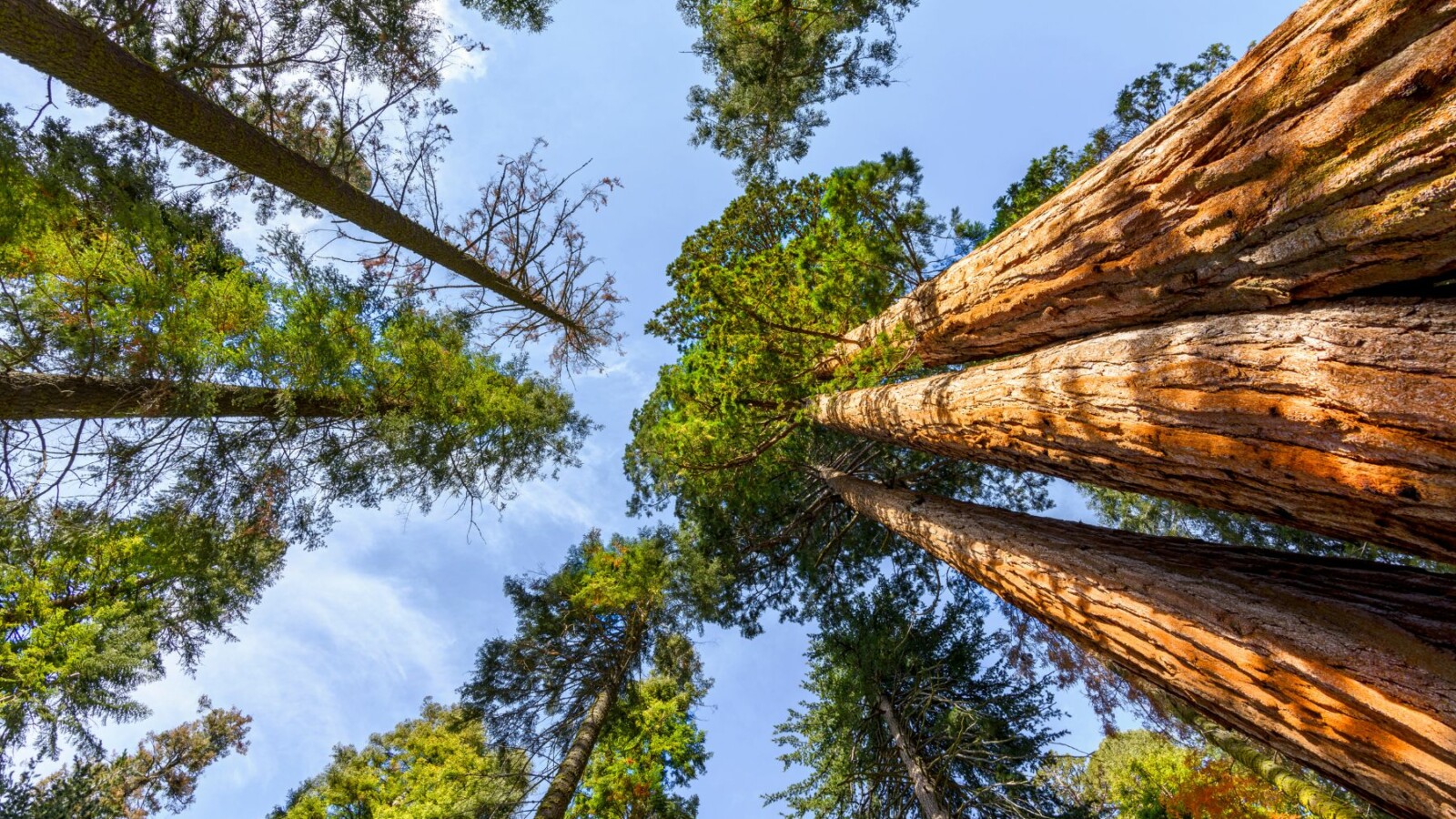 stabla-drvece-suma