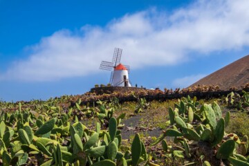 lanzarote-kaktus