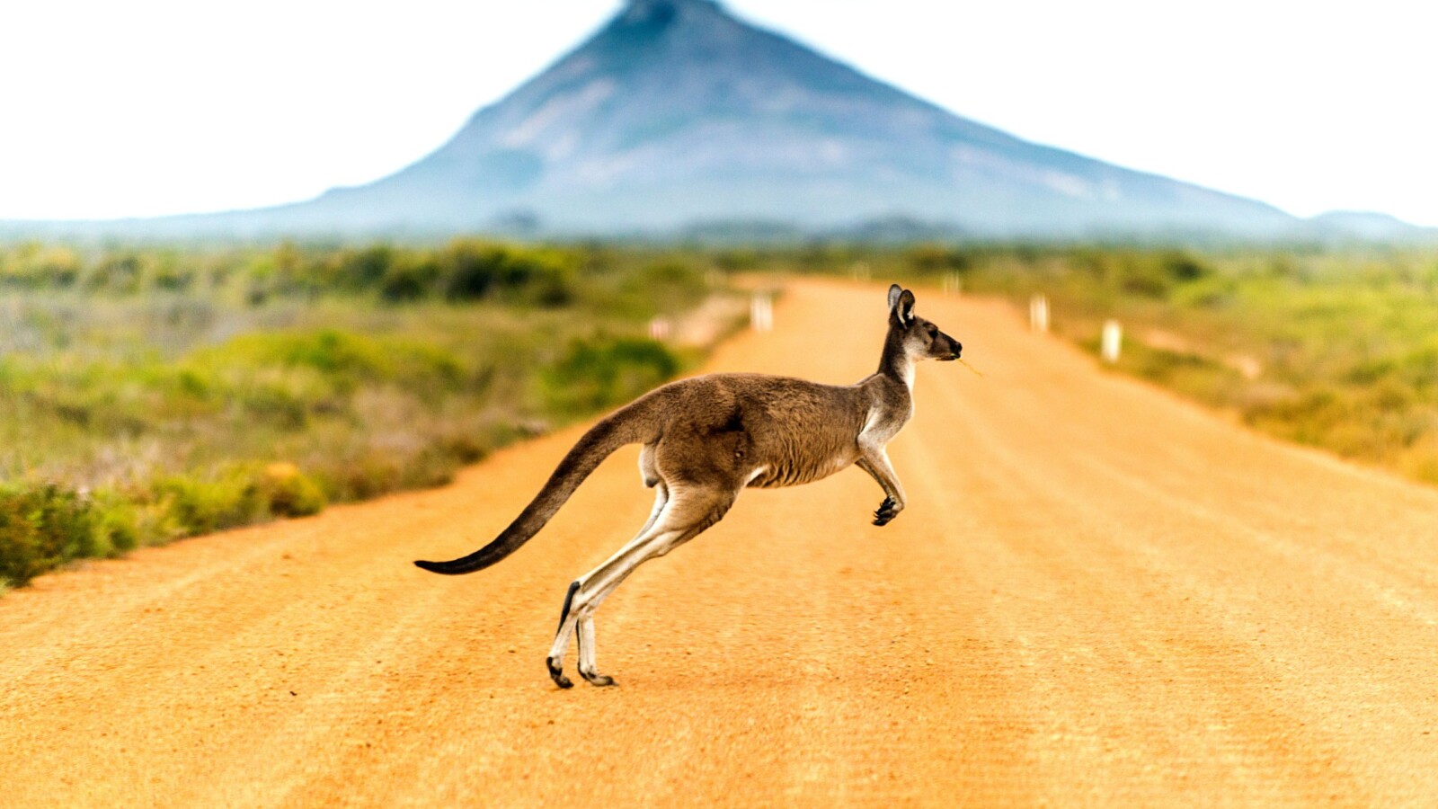 australija-zivotinje