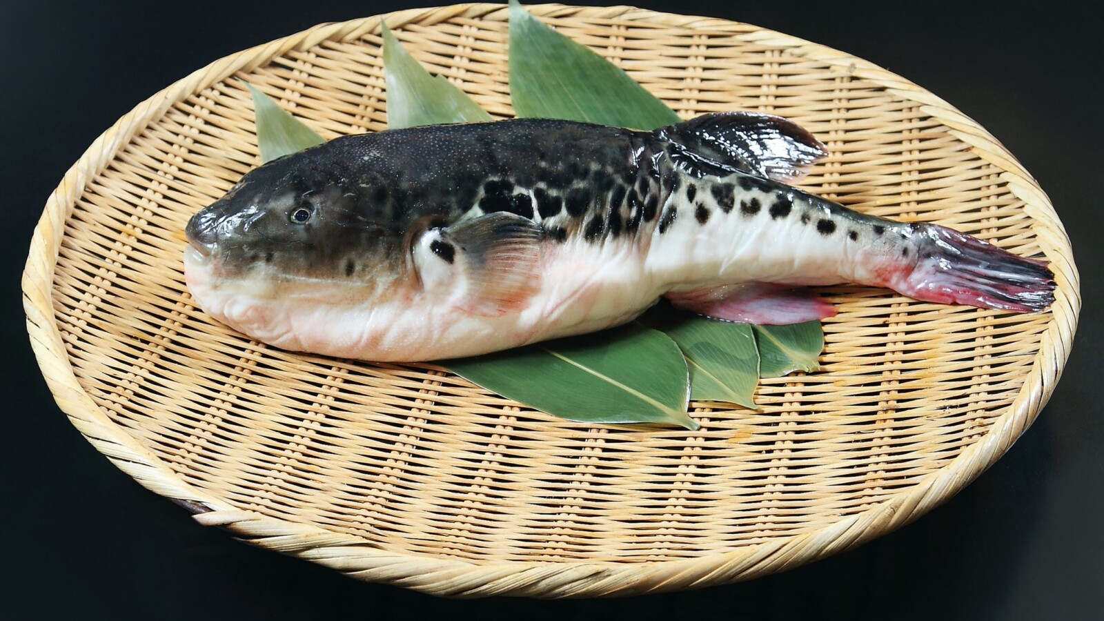 fugu-riba