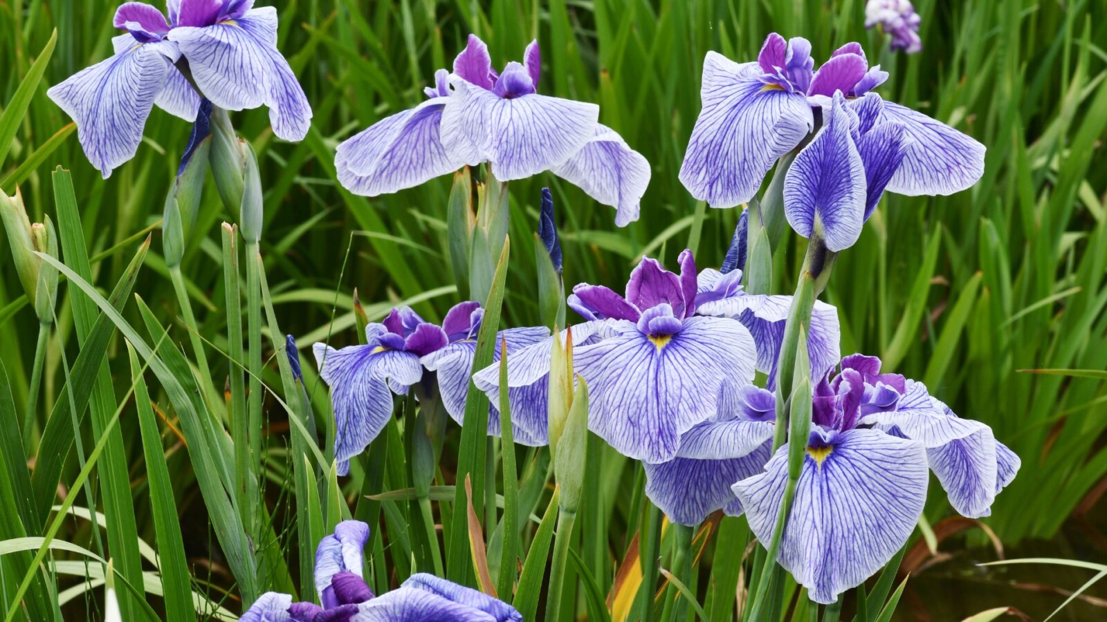 iris-perunika-3