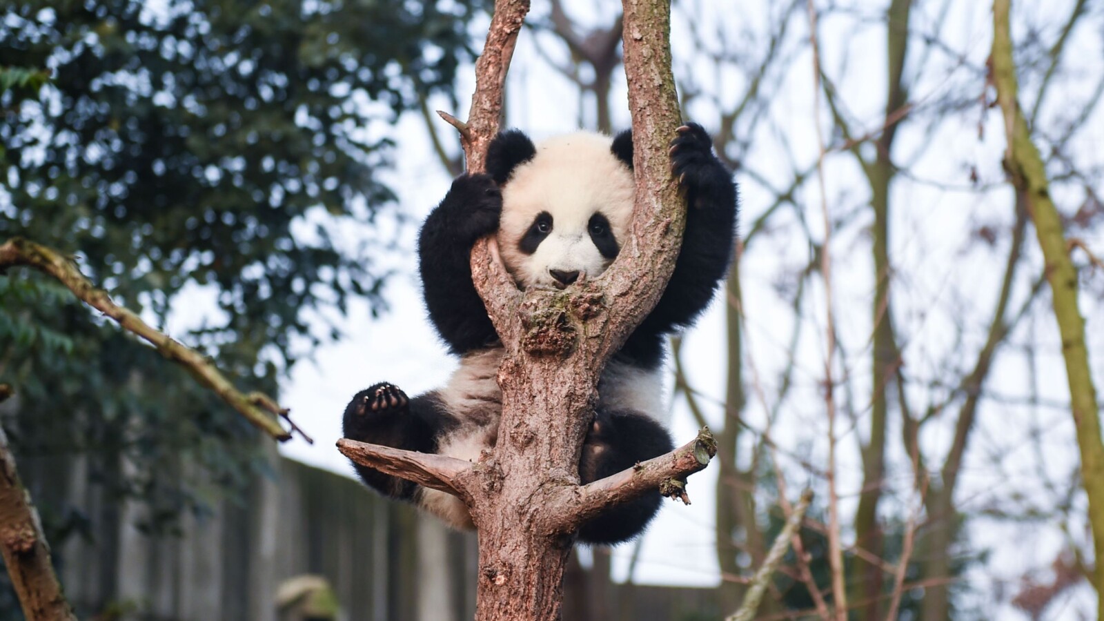 panda-drvo