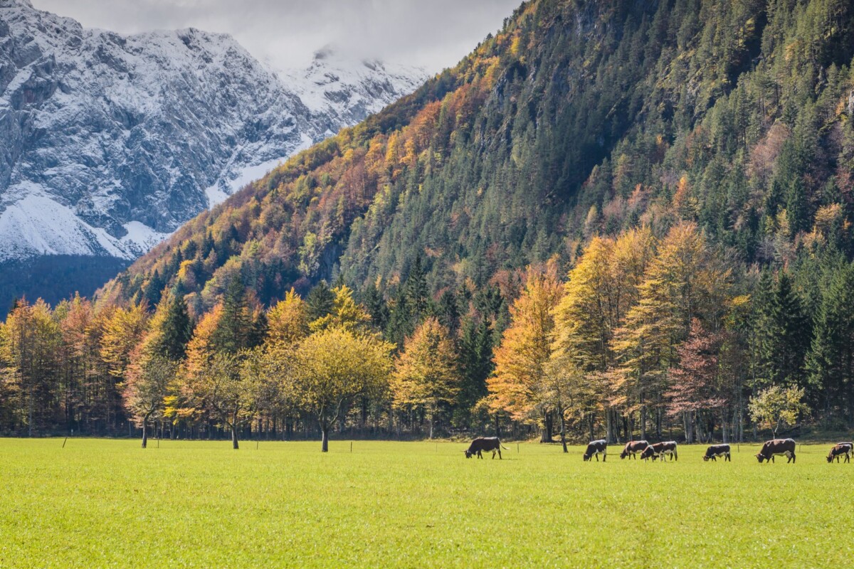 logarska-dolina-slovenija-2 Logarska dolina, zeleni travnjak i jesenske boje drveća