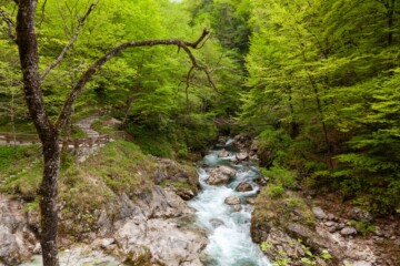 Tolminska korita u Sloveniji, slikoviti kanjon s kristalno čistom rijekom koja teče između stijena, okružen gustim zelenim šumama i drvenim mostom koji prelazi preko rijeke.