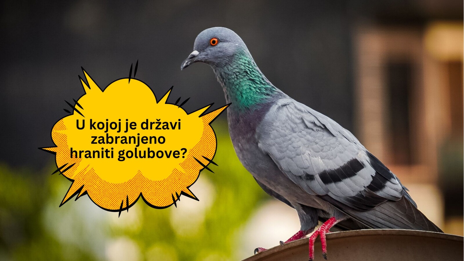 golub-kviz Siva gradska golubica s narančastim očima sjedi na metalnoj površini, dok se u prednjem planu nalazi žuti stripovski oblačić s tekstom:
