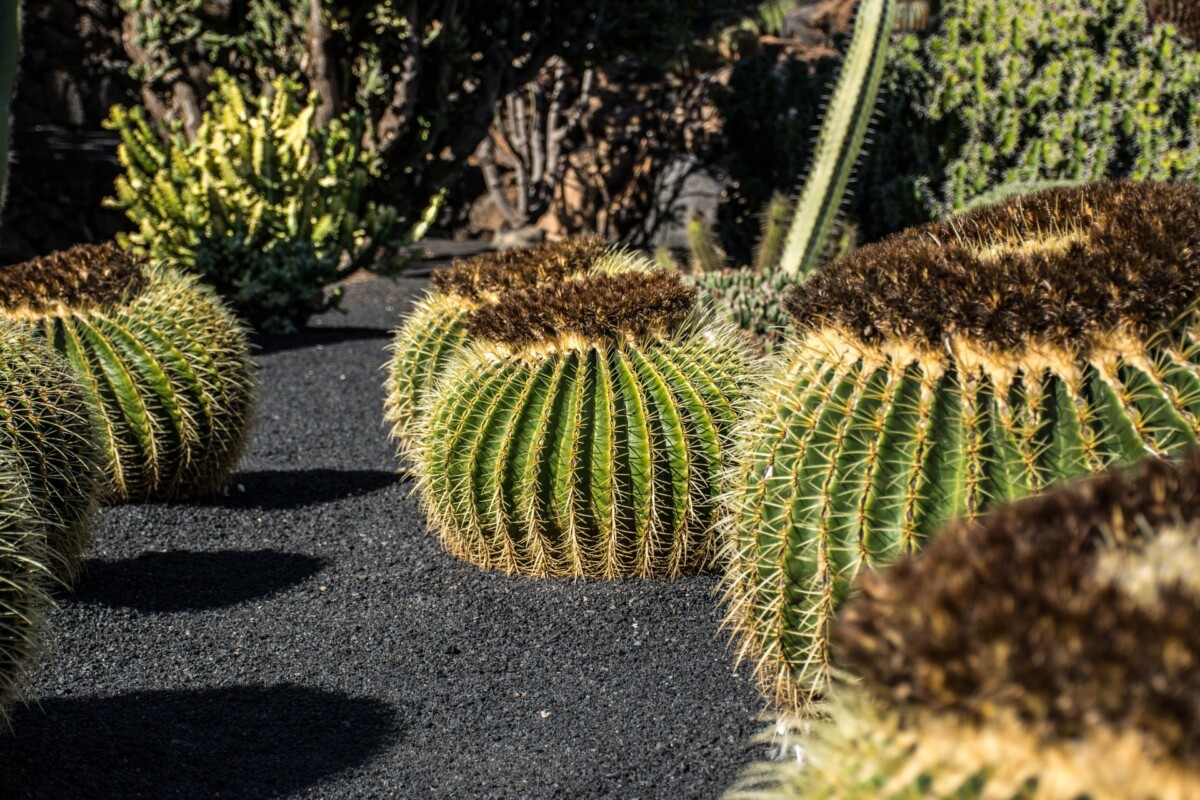 kaktusi Lanzarote