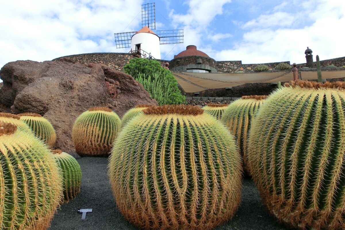 kaktusi Lanzarote 2 Vrt kaktusa na kanarskom otoku Lanzarote