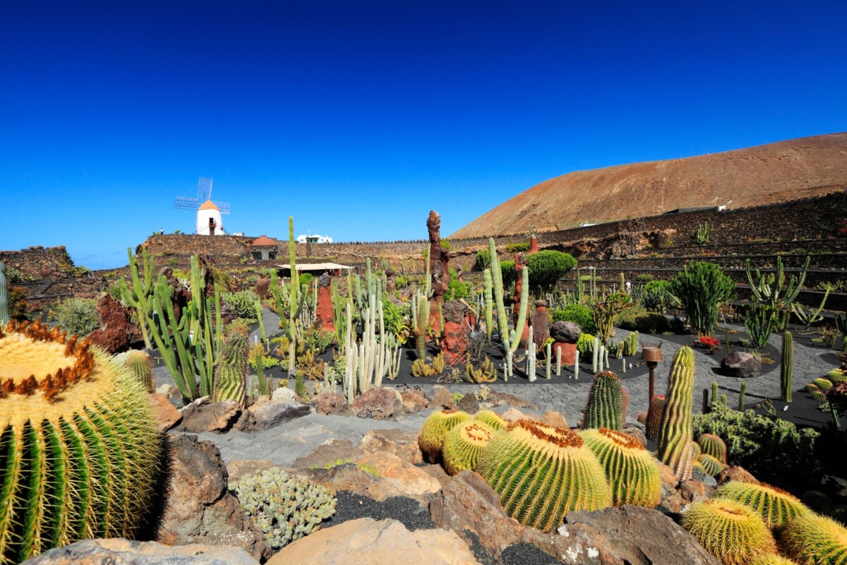 kaktusi Lanzarote1