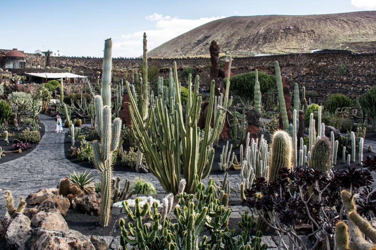 kaktusi Lanzarote3