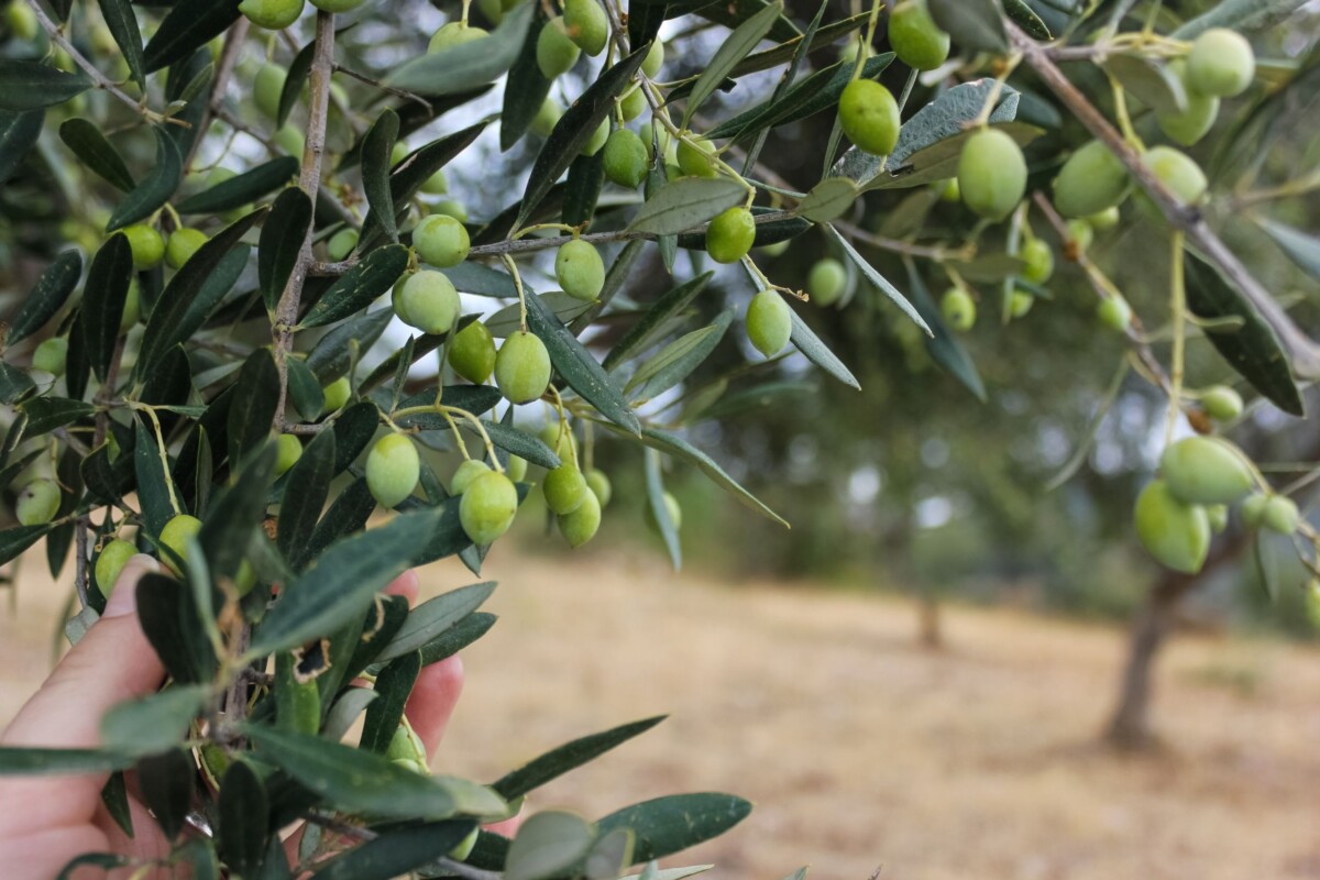 maslina