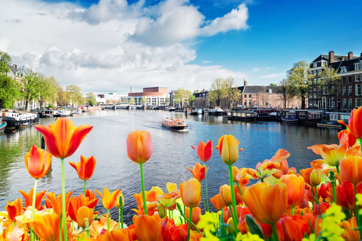 tulipani-amsterdam
