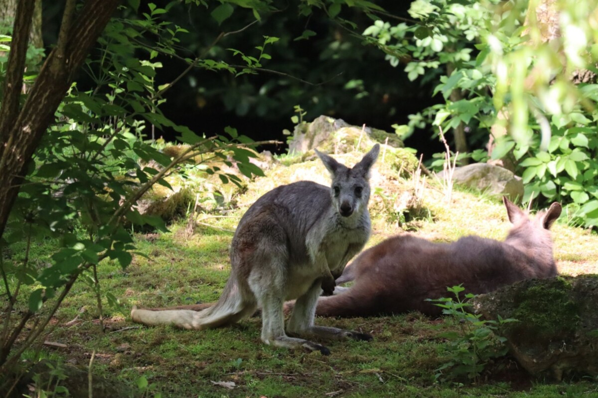 brdski-klokani-zoo-zagreb