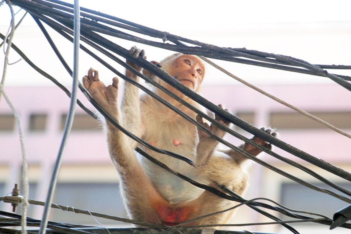 lopburi-majmun-na-ulici Majmun u gradu Lopburi penje se po električnim kablovima iznad ulice, s pogledom usmjerenim prema gore, dok u pozadini stoji zgrada svijetle fasade.