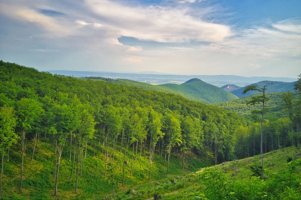 Pogled na šumovite obronke Papuka u Slavoniji, s gustim zelenim krošnjama i planinskim vrhovima koji se protežu prema dalekom horizontu.