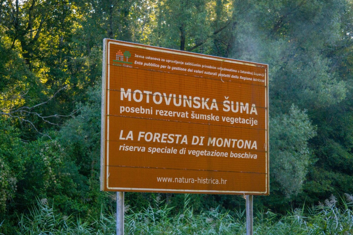Motovunska suma8