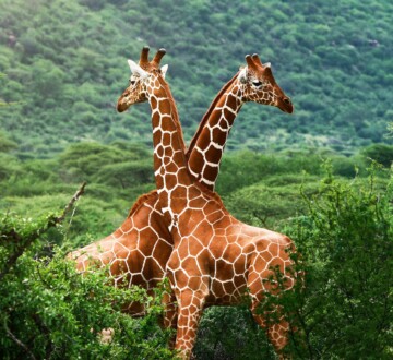 Dvije žirafe u afričkoj savani okružene zelenilom – divlji svijet Afrike.