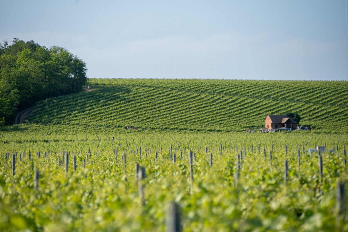 baranja-vinograd