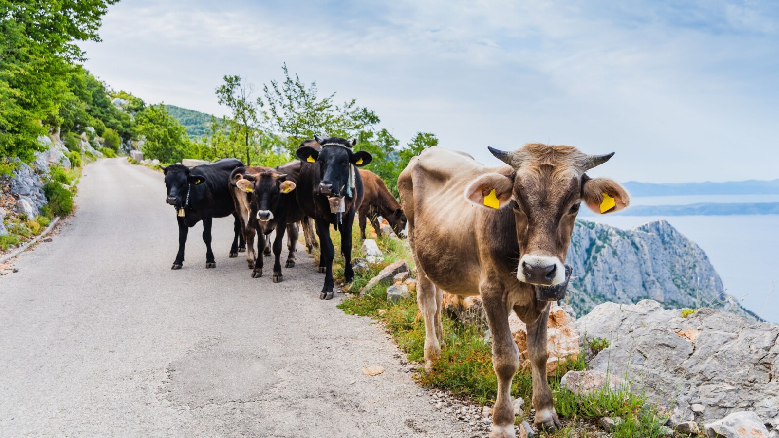 Najviša cesta u Hrvatskoj – Biokovska cesta s kravama koje mirno hodaju uz rub planine s pogledom na more