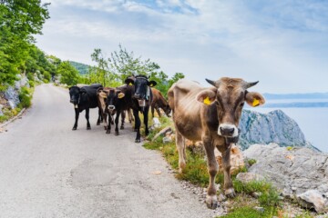 Najviša cesta u Hrvatskoj – Biokovska cesta s kravama koje mirno hodaju uz rub planine s pogledom na more