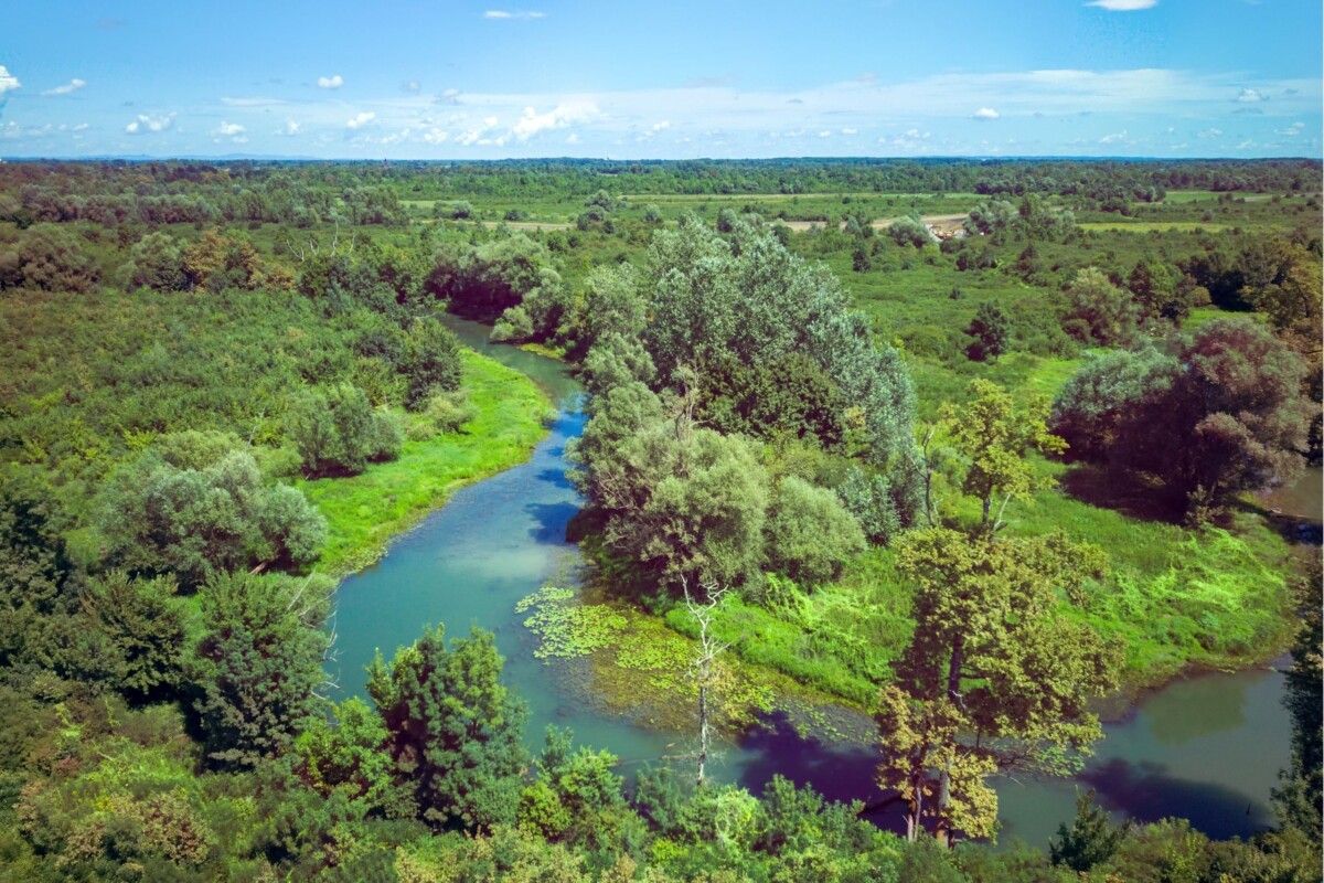 Šuma Turopoljski lug i rijeka Odra