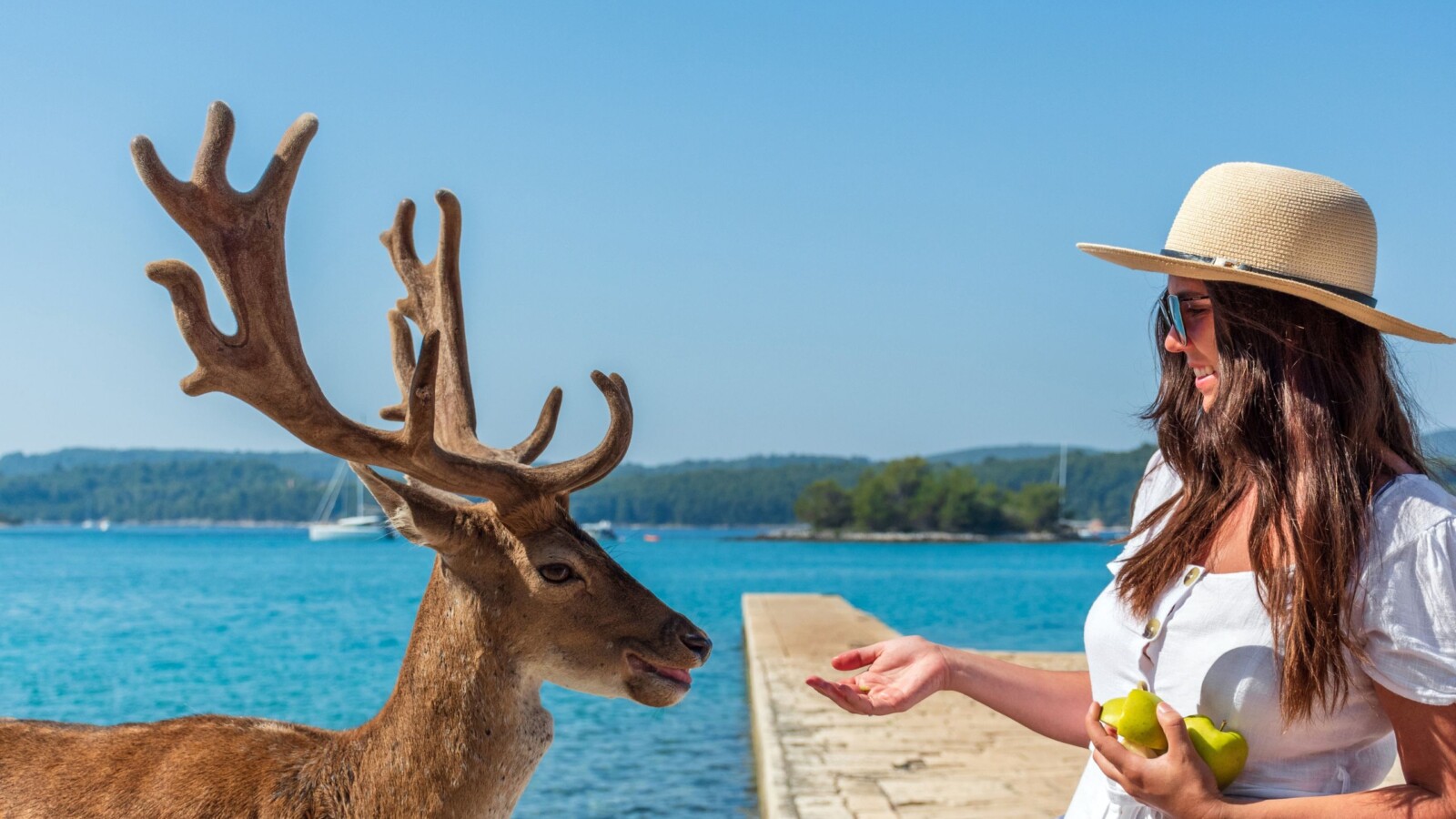 Žena u bijeloj košulji hrani pitomog jelena na obali otočića Badija, uz kristalno čisto more i pogled prema Korčuli.