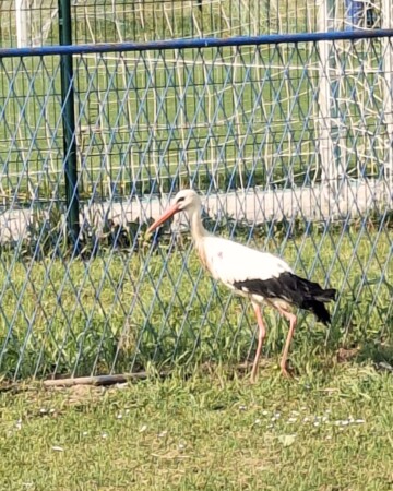 roda Jakusevec Zagreb2