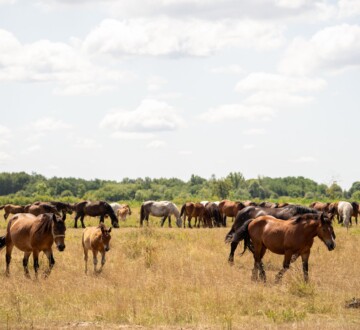 Konji na ispaši u mjestu Kloštar Ivanić