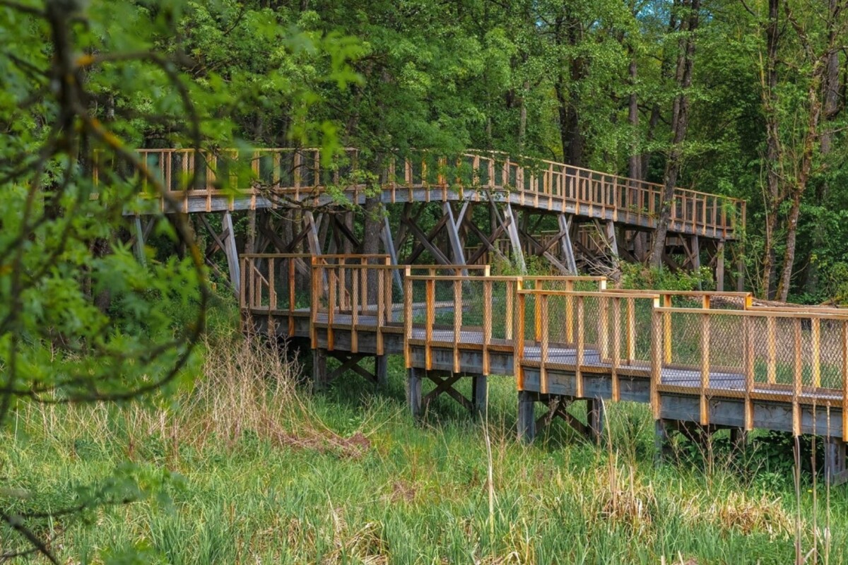 setnica-pod-krosnjama-medjame-cazma
