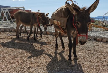 Farma magaraca Šmrika