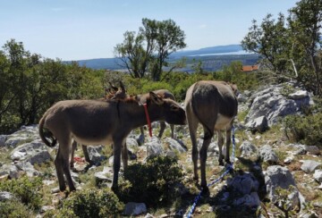 Magarci na Farmi magaraca Šmrika