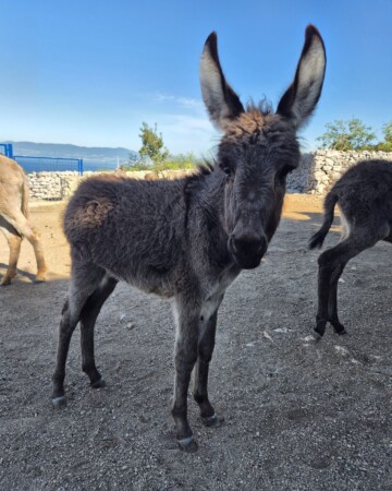 Magarac sa farme magaraca Šmrika