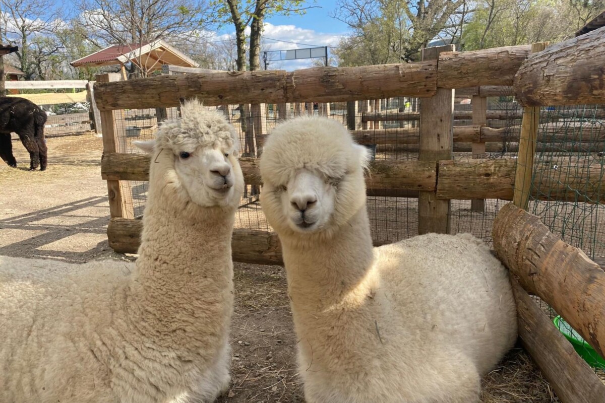 Alpaka Ranch No Stress