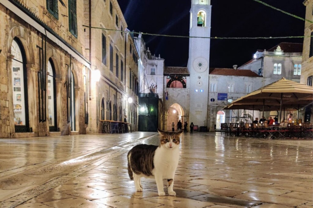 Mačak Johny The Boss na Stradunu u Dubrovniku